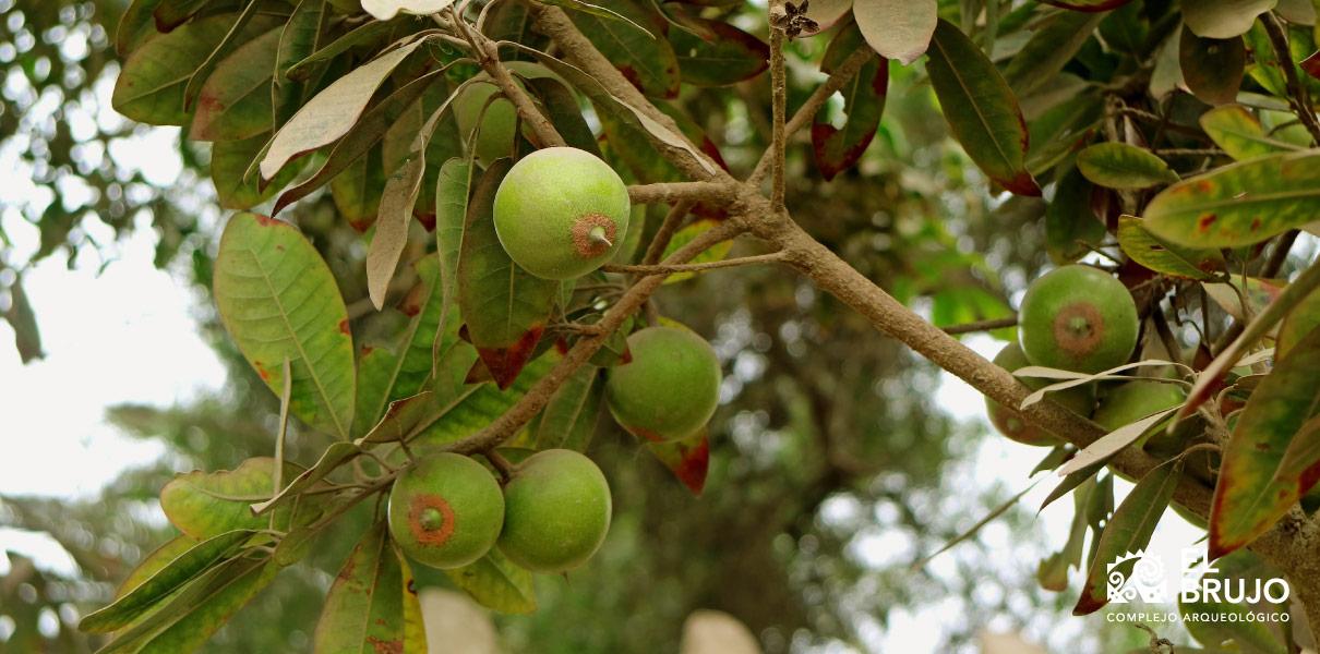 El desarrollo agrícola andino